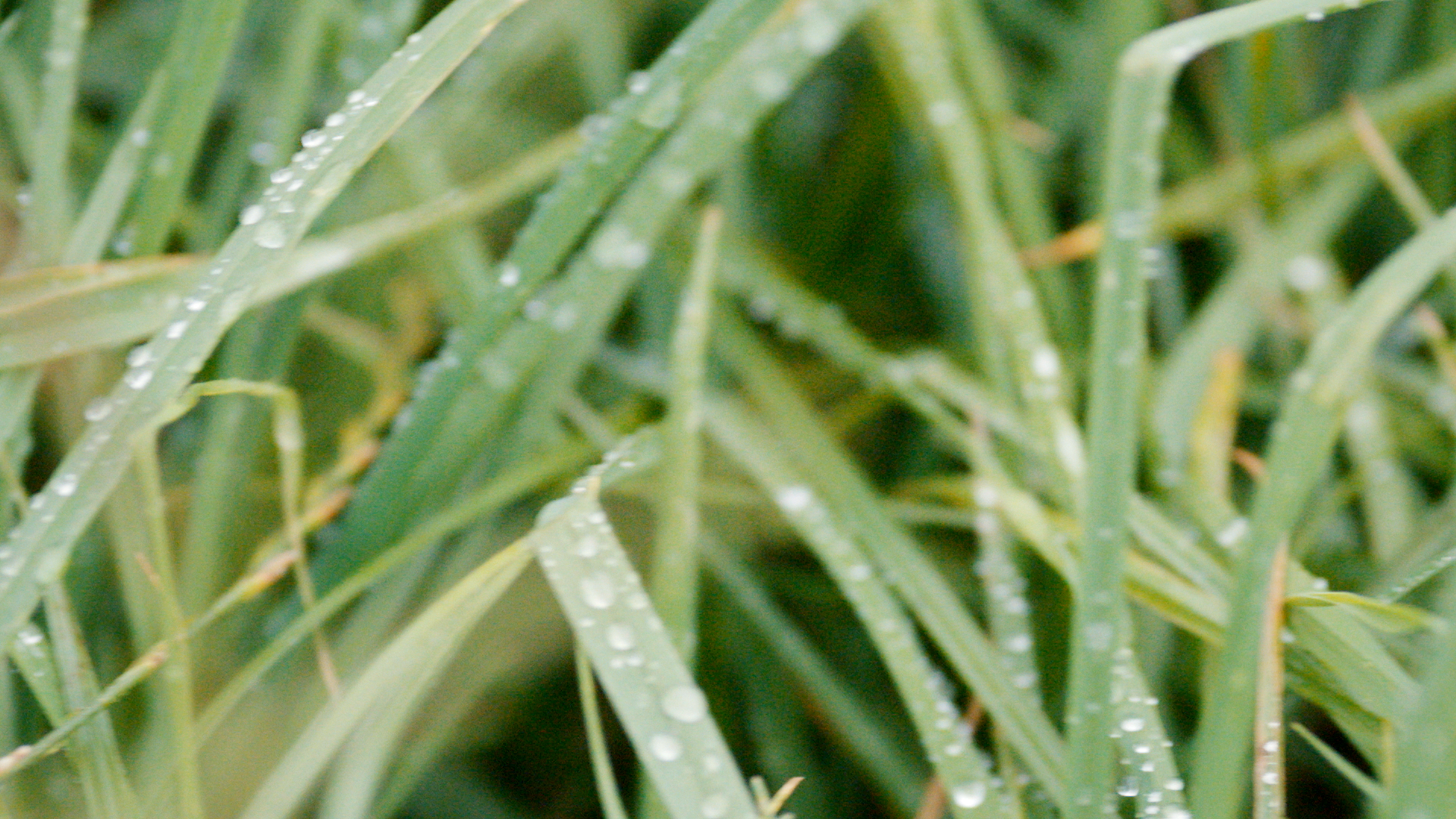 The Top Health Benefits of Grass-Fed Dairy